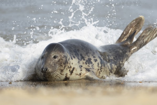 Atlantic grey seal (Halichoerus grypus) adult animal on a seaside beach with a sea wave breaking over its body, England, United Kingdom