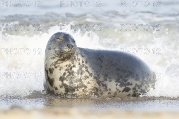 Atlantic grey seal (Halichoerus grypus) adult animal relaxing in the sea waves on a seaside beach, England, United Kingdom