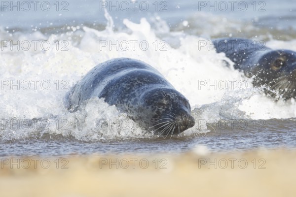Atlantic grey seal (Halichoerus grypus) adult animal surfing in the sea waves on a seaside beach, England, United Kingdom