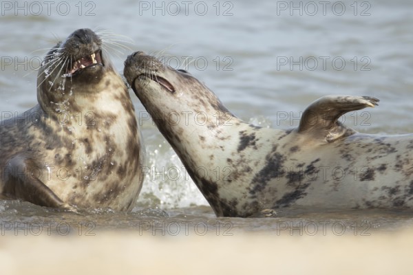 Atlantic grey seal (Halichoerus grypus) two adult animals courting in the sea, England, United Kingdom