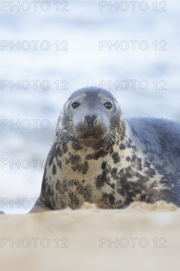 Atlantic grey seal (Halichoerus grypus) adult animal on sand of a seaside beach, England, United Kingdom