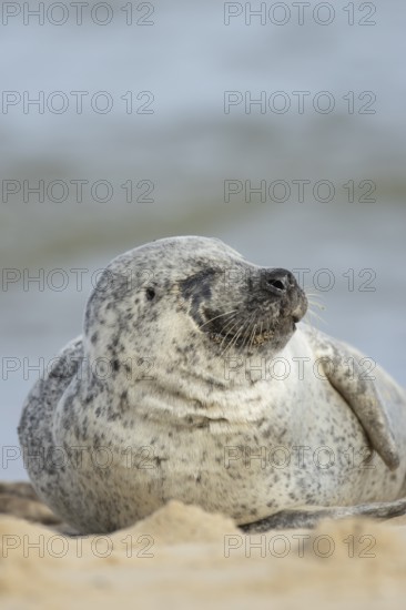 Common or harbor seal (Phoca vitulina) adult animal sleeping on sand of a seaside beach, England, United Kingdom