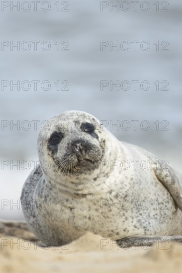 Common or harbor seal (Phoca vitulina) adult animal on sand of a seaside beach, England, United Kingdom