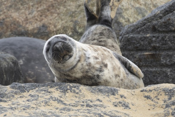 Atlantic grey seal (Halichoerus grypus) adult animal resting on a rock at a beach, England, United Kingdom
