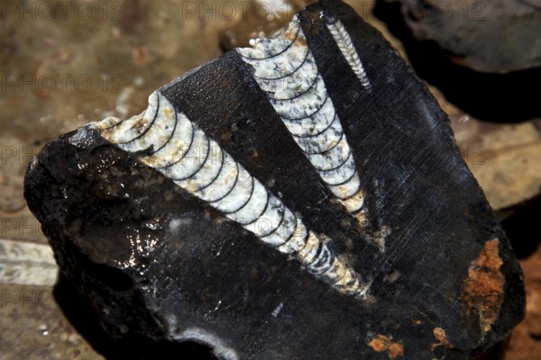 Fossils in a dark, petrified coral reef of Erfoud, Erfoud, Niger, Morocco