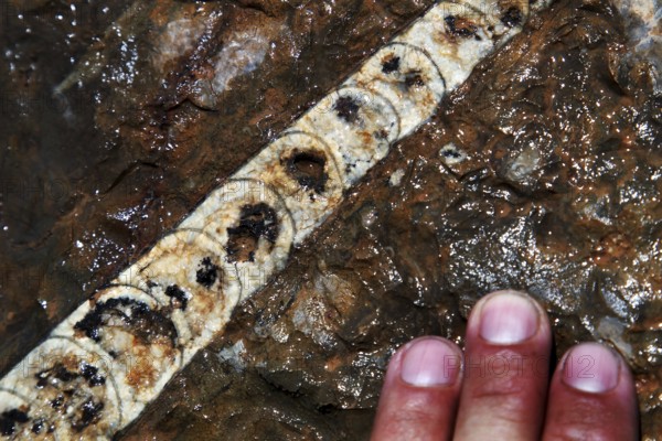Close-up of a petrified coral reef with one hand for size reference, Erfoud, Niger, Morocco