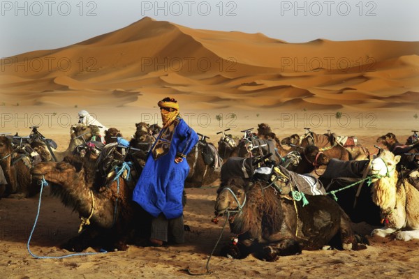 A Bedouin dressed in blue stands next to camels in a sand dune landscape, Erg Chebbi, Morocco