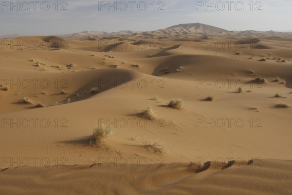 Dry sand dunes with scattered clusters of grass in Erg Chebbi, Erg Chebbi, Morocco