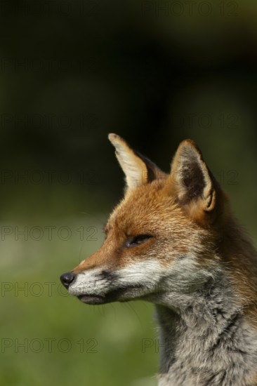 Red fox (Vulpes vulpes) adult animal head portrait, England, United Kingdom