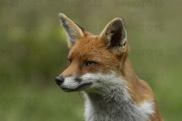 Red fox (Vulpes vulpes) adult animal head portrait, England, United Kingdom