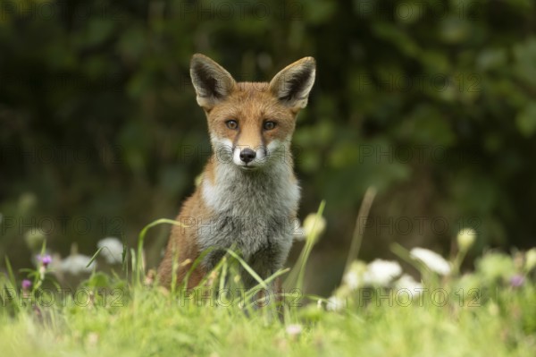Red fox (Vulpes vulpes) adult animal in countryside grassland in summer, England, United Kingdom