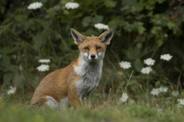 Red fox (Vulpes vulpes) adult animal in countryside grassland with wildflowers in summer, England, United Kingdom