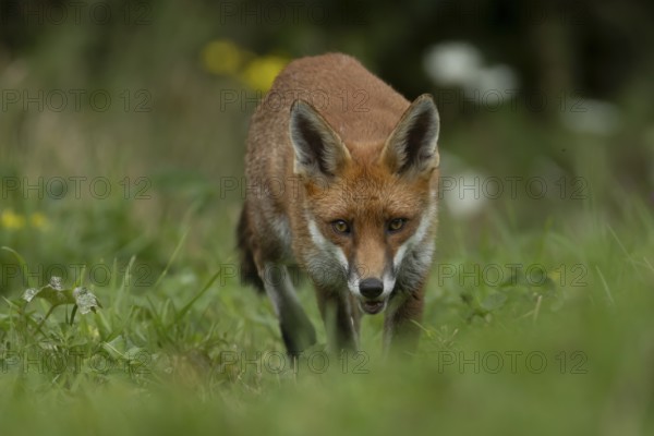 Red fox (Vulpes vulpes) adult animal in countryside grassland, England, United Kingdom