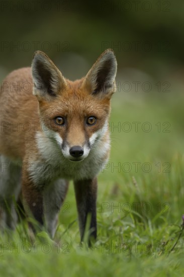 Red fox (Vulpes vulpes) adult animal in countryside grassland, England, United Kingdom