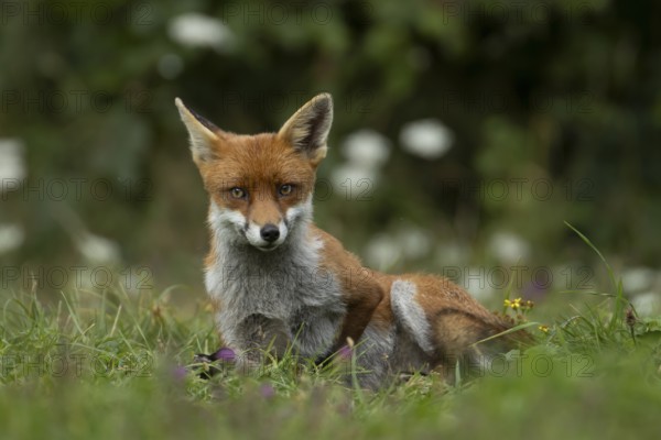 Red fox (Vulpes vulpes) adult animal resting in countryside grassland, England, United Kingdom
