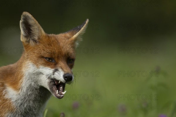 Red fox (Vulpes vulpes) adult animal in countryside grassland snarling with its mouth open, England, United Kingdom