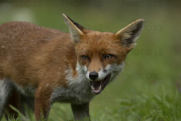 Red fox (Vulpes vulpes) adult animal in countryside grassland with its mouth open, England, United Kingdom