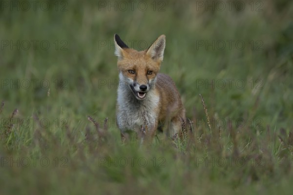 Red fox (Vulpes vulpes) juvenile baby cub animal in countryside grassland in summer, England, United Kingdom