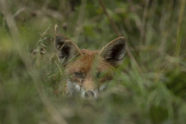 Red fox (Vulpes vulpes) adult animal hiding in countryside grassland, England, United Kingdom