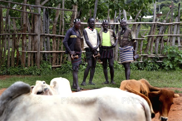 Four men stand next to lying cattle at a cattle market