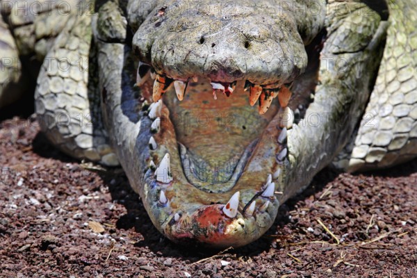 Crocodile with wide mouth showing impressive teeth and textures on an earthy surface, Chamo, Nech Sar National Park, Ethiopia
