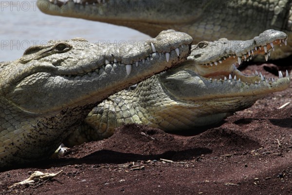 Close-up of crocodiles hissing and fighting on lakeside, Nech Sar National Park, Ethiopia