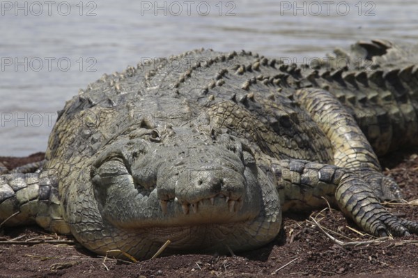 Close-up of a large crocodile on the shores of Lake Chamo, Nech Sar National Park, Ethiopia