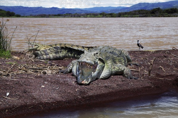 Crocodile lying on the shores of Lake Chamo with majestic landscape in the background, Nech Sar National Park, Ethiopia