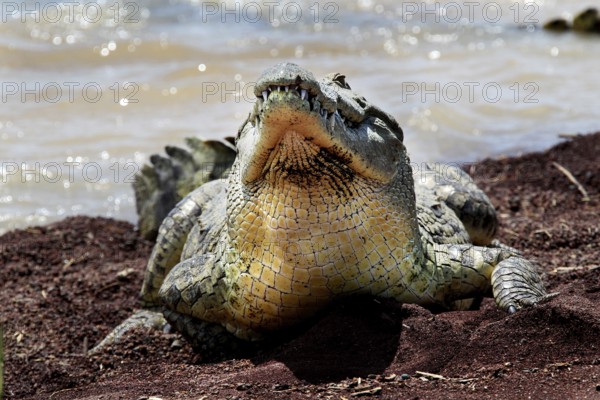 Crocodile in defensive position with wide open snout on the lakeside, Nech Sar National Park, Ethiopia