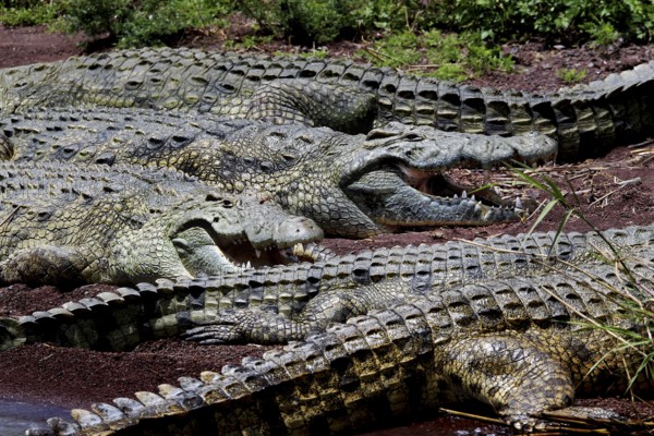 Several crocodiles huddled together on the muddy shores of Lake Chamo, Nech Sar National Park, Ethiopia