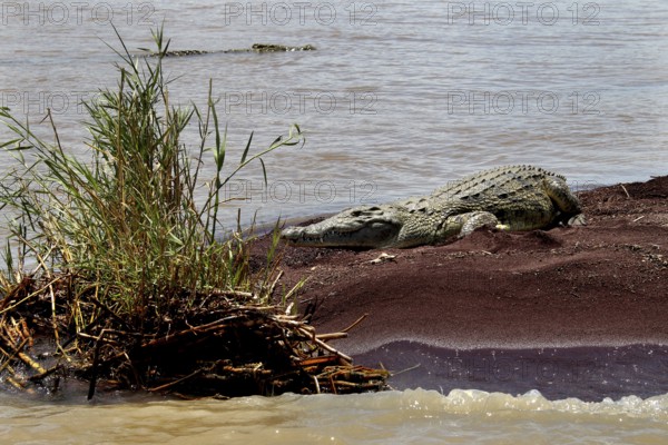 Crocodile on the shores of Lake Chamo with vegetation in the foreground, Nech Sar National Park, Ethiopia