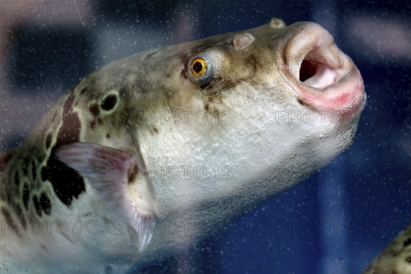 Close-up of a live tiger pufferfish in aquarium, Tokyo, Shibuya, Japan