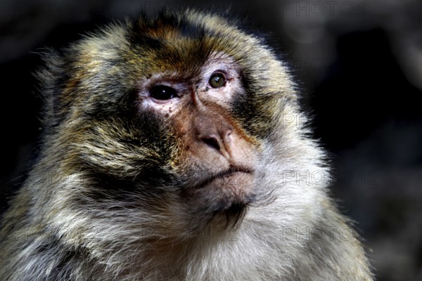 Close-up of a Barbary monkey with expressive face in the forest, Azrou, Forèt des Cèdres, Morocco