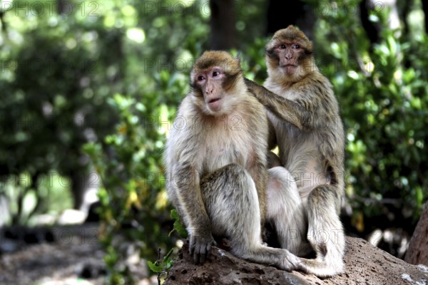 Two Barbary apes interact socially in the forest on a tree trunk, Azrou, Forèt des Cèdres, Morocco