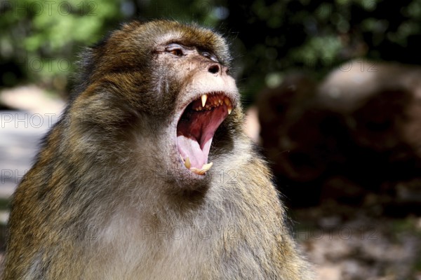 Barbary monkey in the forest, showing threatening behavior with its mouth open, Azrou, Forèt des Cèdres, Morocco