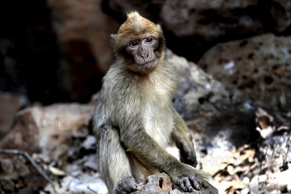 Barbary monkey sitting in shade in forest surrounded by stones and leaves, Azrou, Forèt des Cèdres, Morocco