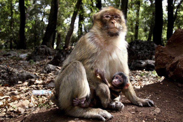 Barbary monkey protects its baby in the green and peaceful forest, Azrou, Middle Atlas, Morocco