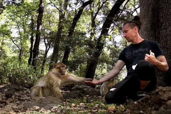 Barbary monkey is fed by a man in the forest, a peaceful interaction, Azrou, Middle Atlas, Morocco