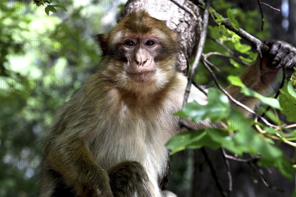 Barber monkey sits attentively in a tree under leaves in the forest, Azrou, Middle Atlas, Morocco