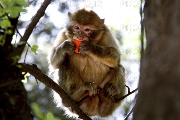 Barbary monkey sitting in a tree enjoying a meal surrounded by green foliage, Azrou, Middle Atlas, Morocco