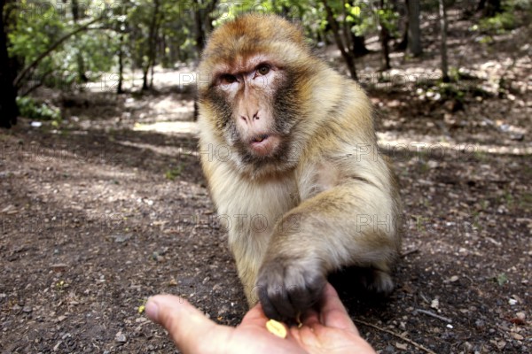 Barber monkey eats from the hand of a human in the shady forest area, Azrou, Middle Atlas, Morocco