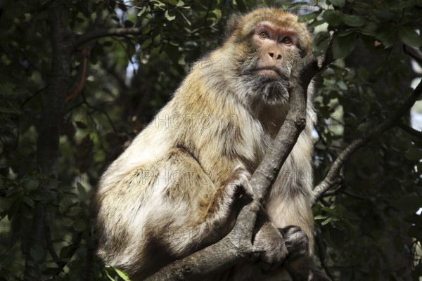 Barbary monkey sits thoughtfully in a Forèt des Cèdres tree, Azrou, Middle Atlas, Morocco