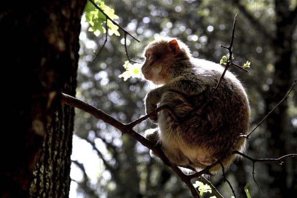 Barbary monkey sitting as a silhouette in a tree against the light, Azrou, Middle Atlas, Morocco