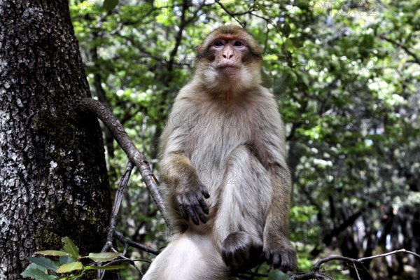 Barbary monkey sits relaxed on a tree in the lush greenery of Forèt des Cèdres, Azrou, Middle Atlas, Morocco