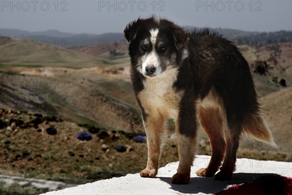 A dog stands on a hill with a wide view over the hilly landscape of Col Ouzad, Col Ouzad, Béni Mellal-Khénifra region, Morocco