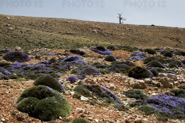 Extensive desert landscape with sparse vegetation, dry soil and blue skies