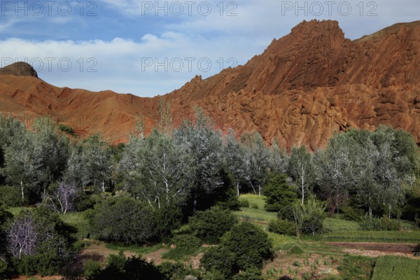 Fascinating rock formations of 'monkey paws' surrounded by lush greenery under a blue sky, Dadès, region, MA
