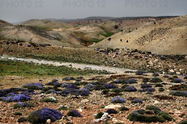 The landscape stretches through dry hills dotted with purple flowers in Col Ouzad, Col Ouzad, Béni Mellal-Khénifra region, Morocco