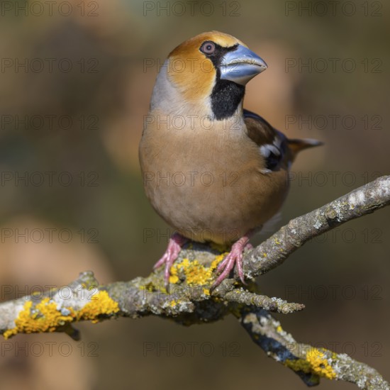 Hawfinch (Coccothraustes coccothraustes), male in breeding plumage on a lichen-covered branch, Swabian Alb biosphere reserve, Baden-Württemberg, Germany