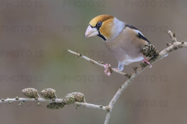 Hawfinch (Coccothraustes coccothraustes), male in winter on a larch branch with cones, Swabian Alb biosphere reserve, Baden-Württemberg, Germany